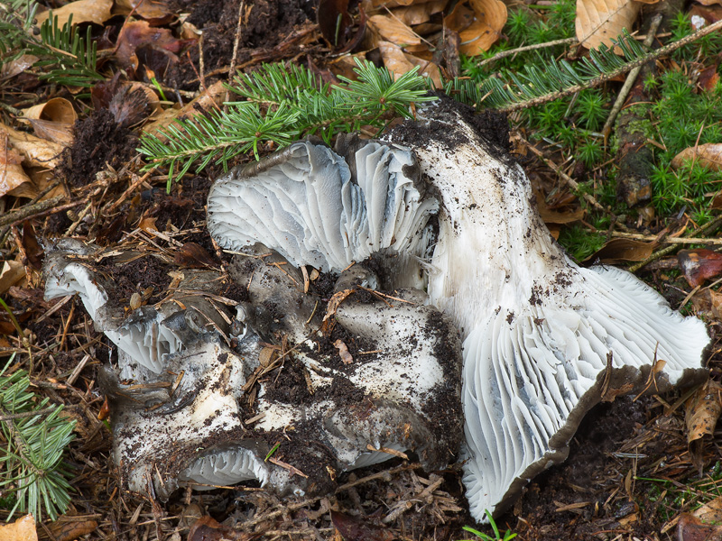 Hygrophorus marzuolus